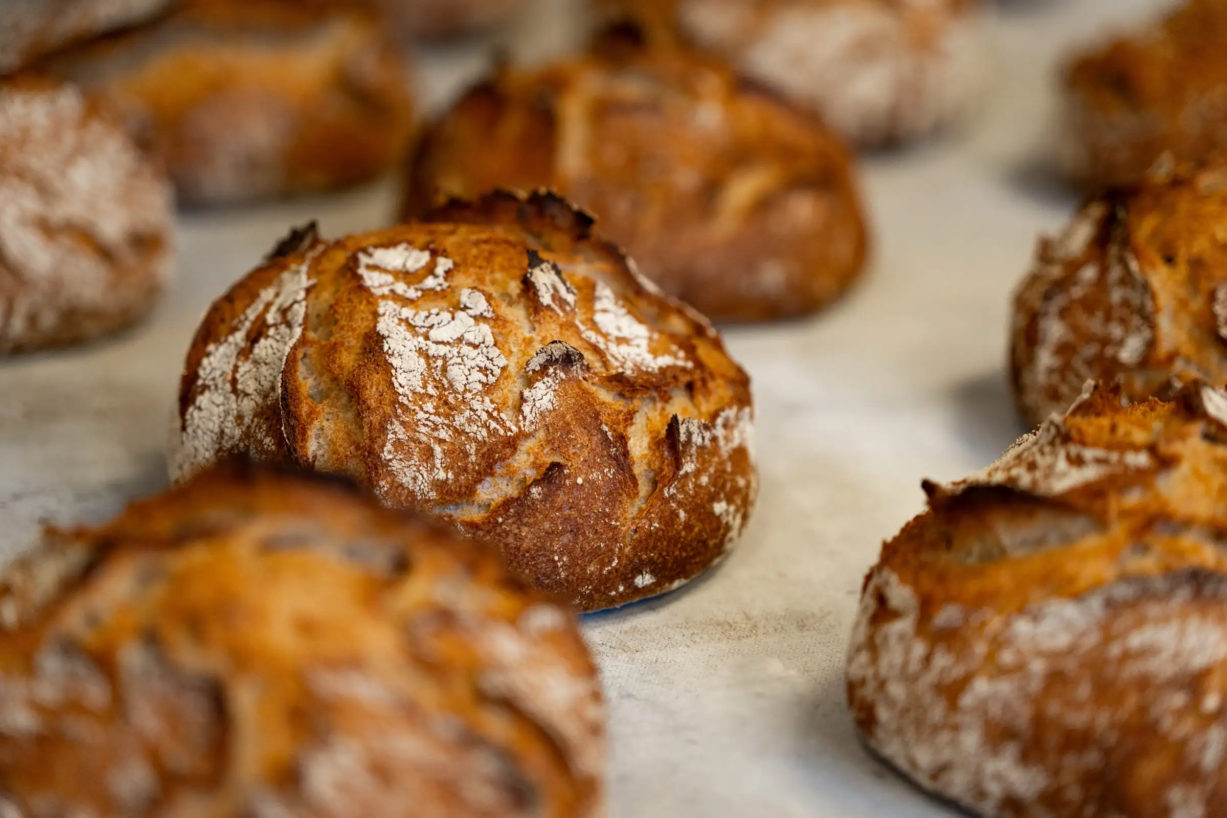 Pains au levain farinés à la sortie du four, boulangerie artisanale Quatre-Quarts à Bordeaux
